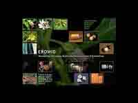 Erowid - Psychoactives and the Human Body